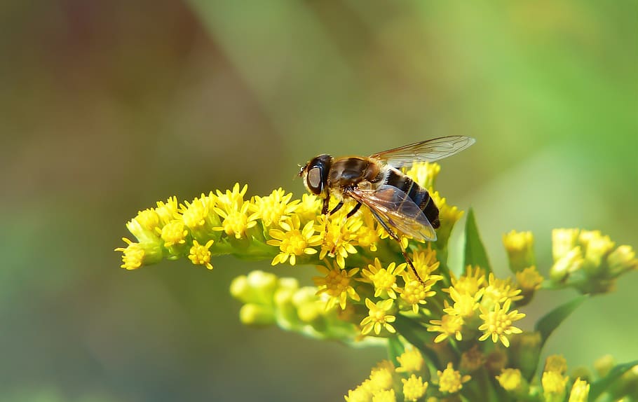 brown bee on yellow petaled flower, flowering plant, animal themes HD wallpaper