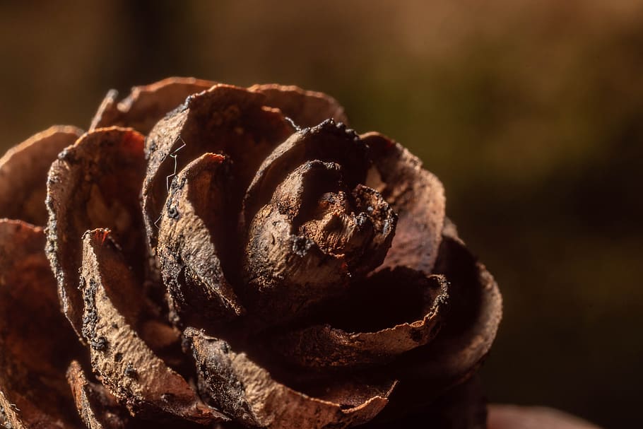 macro, nature, close up, plant, autumn, pine cones, conifer HD wallpaper