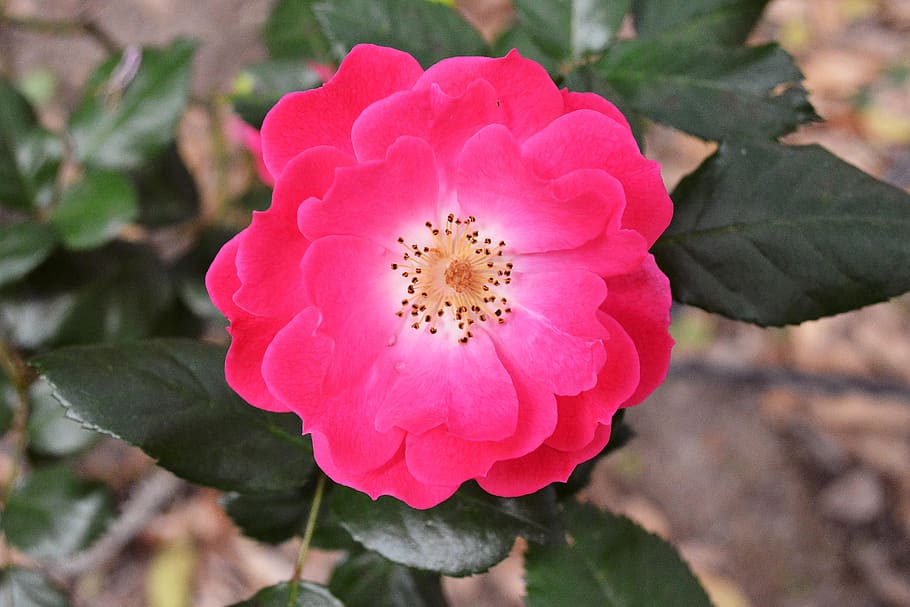 ecuador, quito, forest, flowers, life, nature, colours, flowering plant HD wallpaper