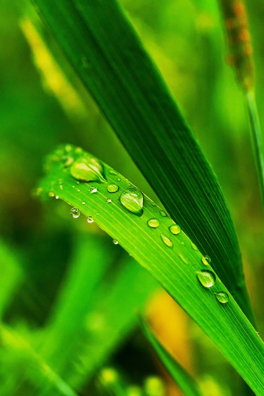 rain, grass, nature, green, spring, dewdrop, droplets, green color HD wallpaper