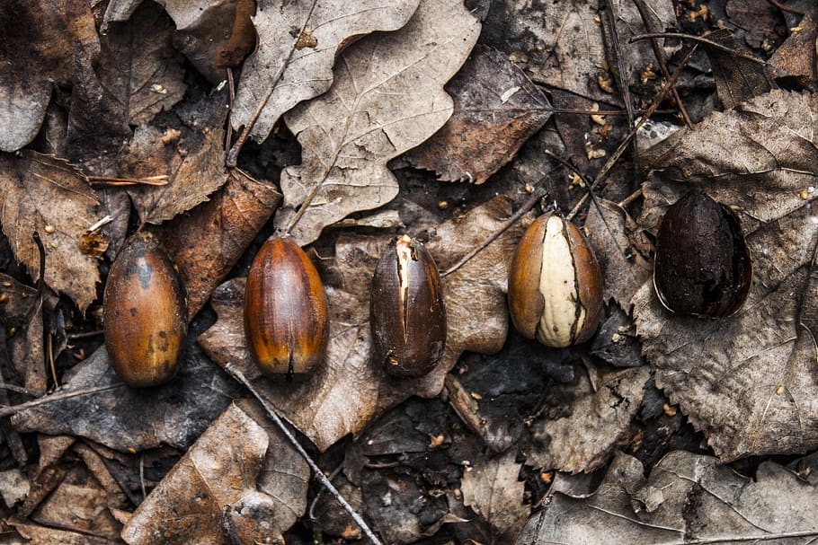 forest, autumn, acorn, food, no people, day, dry, food and drink HD wallpaper