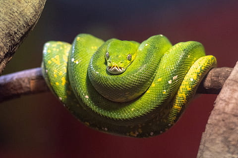 python, snake, constrictor, reptile, australia, nature, green tree python HD wallpaper