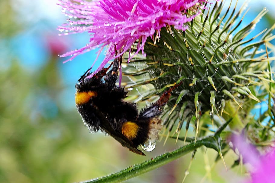 hummel, bee, insect, fly, animal, wild, nature, flower, garden HD wallpaper