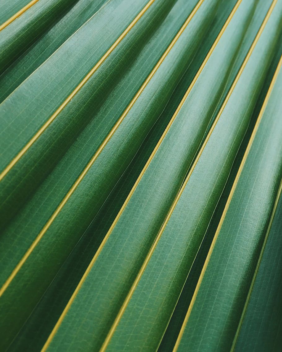 Green Striped Wallpaper, bright, color, colour, flora, growth HD wallpaper