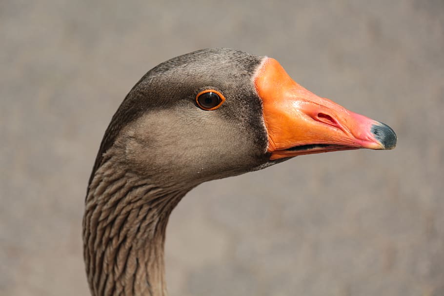 goose, head, close up, bill, animal portrait, eyes, water bird HD wallpaper