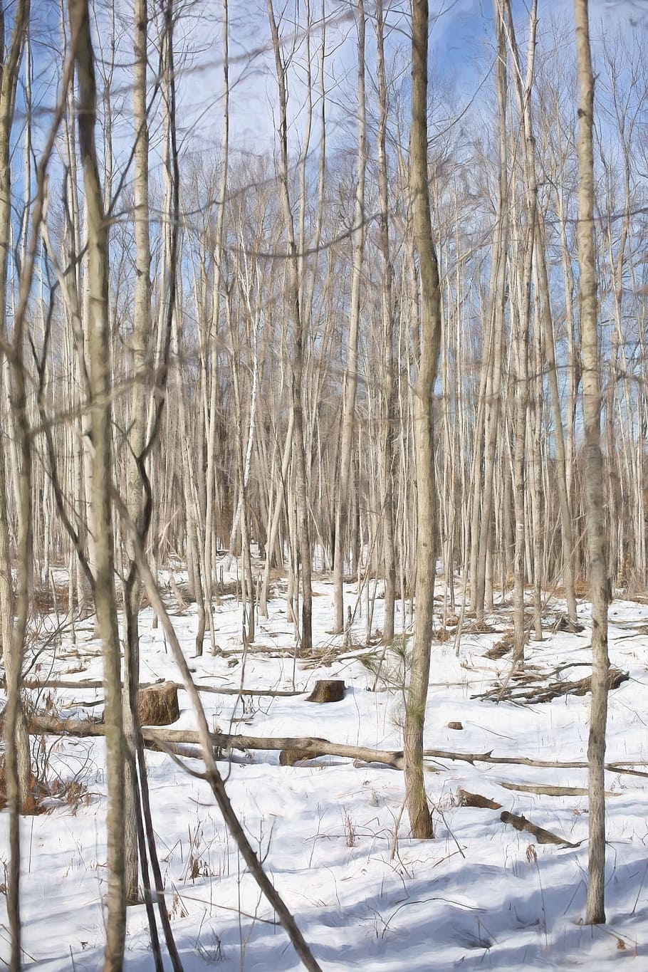 tree, birch, wood, woods, jungle, forest, wild, nature, ice HD wallpaper