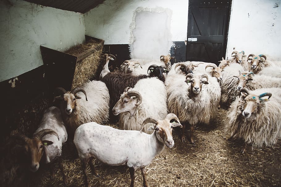 animal, sheep, animal themes, group of animals, domestic, livestock HD wallpaper