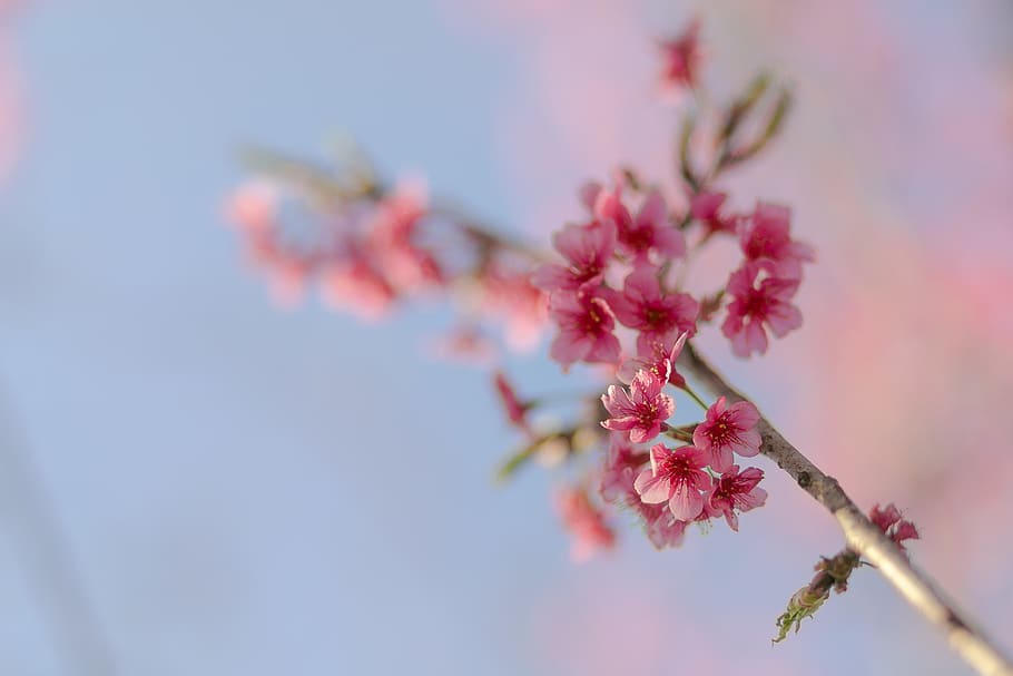 Shallow Focus Photography of Pink Flowers, blooming, blur, branch HD wallpaper