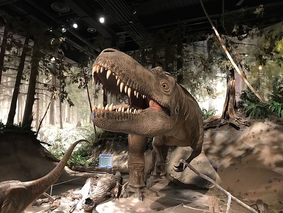 museum, dinosaur, animal, mouth open, animal themes, no people HD wallpaper