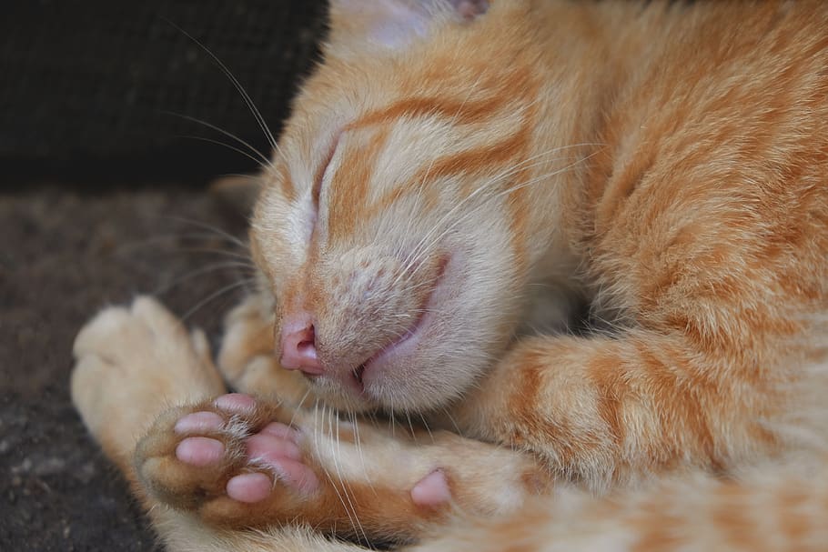 mammal, domestic, animal themes, pets, one animal, domestic animals HD wallpaper