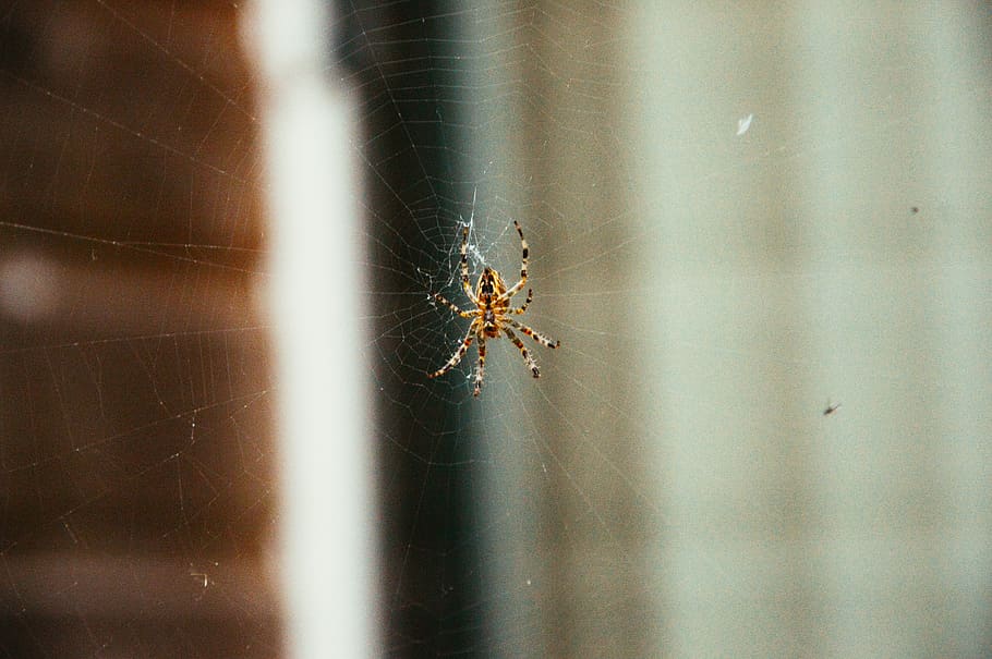 spider, web, insects, animals, invertebrate, animals in the wild HD wallpaper