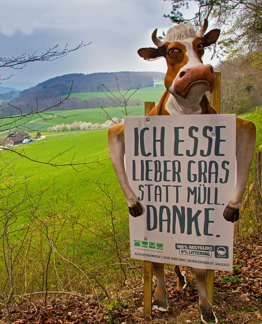 cow, warning sign, waste, garbage, communication, text, western script HD wallpaper