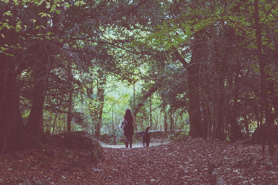 united kingdom, beetham, forest, tree, plant, land, real people HD wallpaper