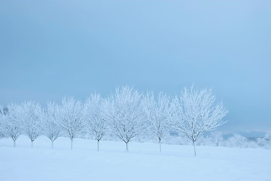 snow covered trees and grounds, nature, outdoors, winter, blizzard HD wallpaper