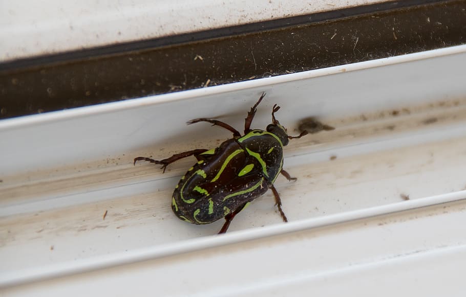 fiddler beetle, insect, black, green, pattern, eupoecila australasiae HD wallpaper