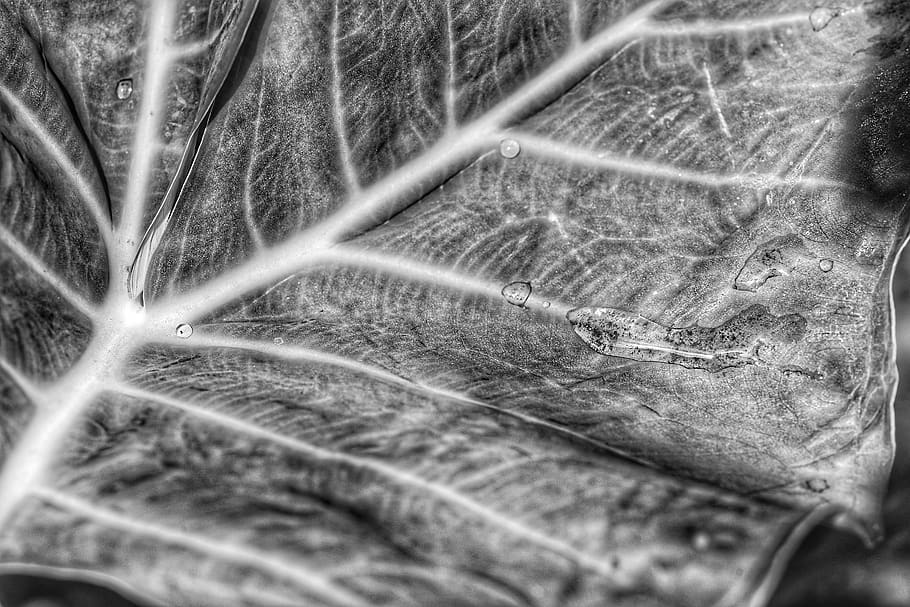 veins, spider web, leaf, plant, snowflake, fern, photography HD wallpaper