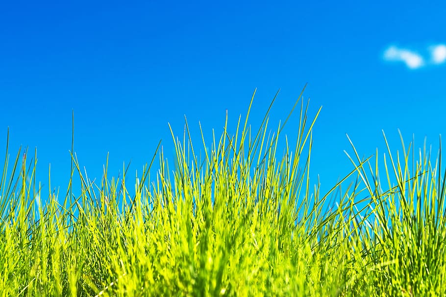 con2011, background, field, fresh, garden, grass, green, growth HD wallpaper