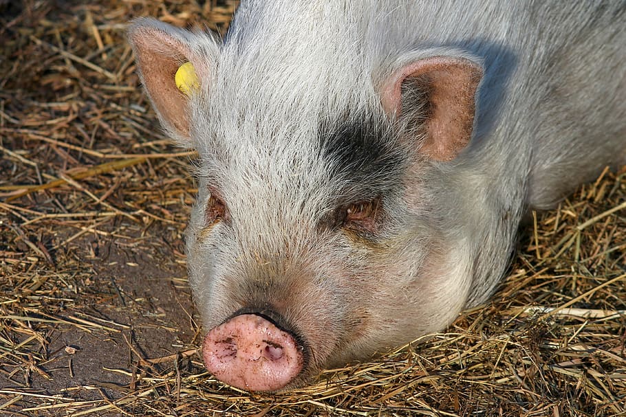 pig, proboscis, trunk disc, pig's head, portrait, suidae, animal HD wallpaper