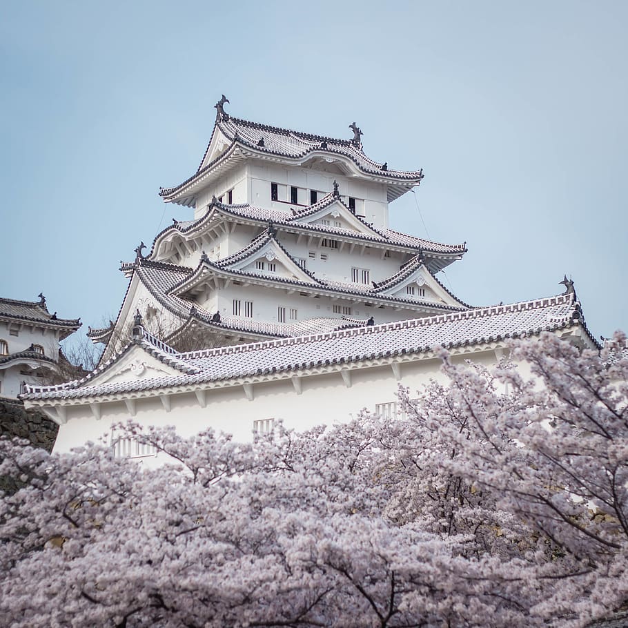 Photo of Himeji Castle Behind White Cherry Blossoms, architecture, HD wallpaper