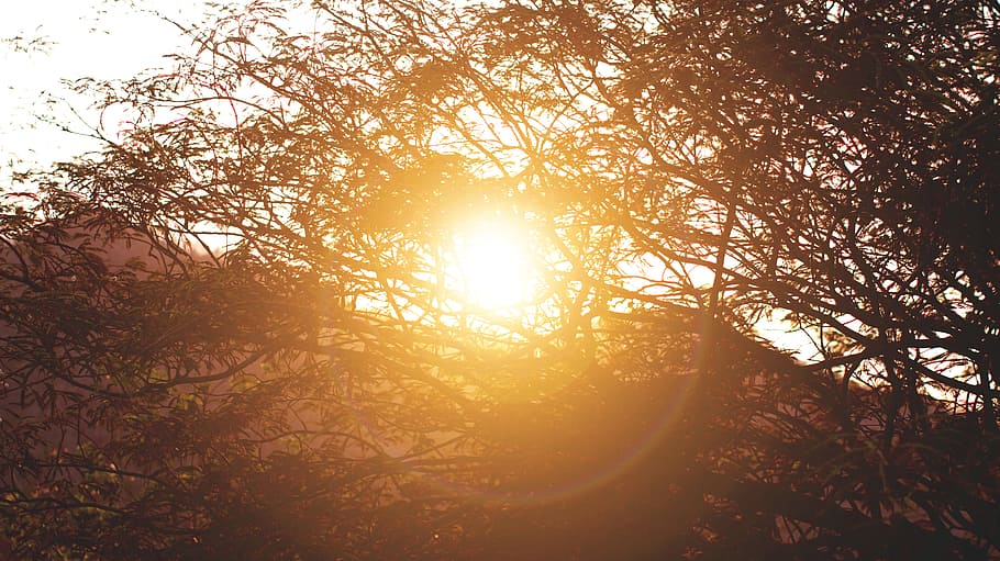 Sunrise Behind Silhouette of Tree, branches, color, dawn, dusk HD wallpaper