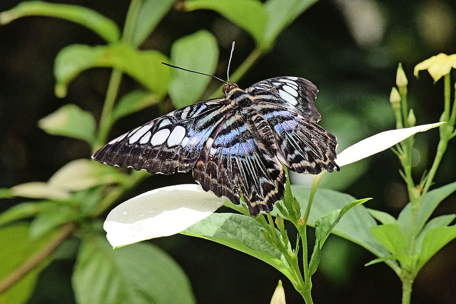 butterfly, animal wildlife, one animal, animal themes, animals in the wild HD wallpaper