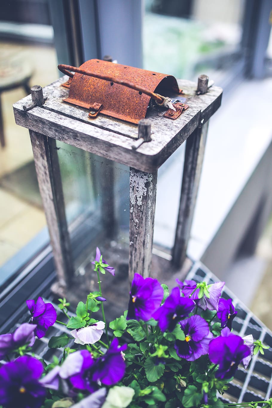 Pansies & lantern, color, container, daylight, decor, flora, flower HD wallpaper