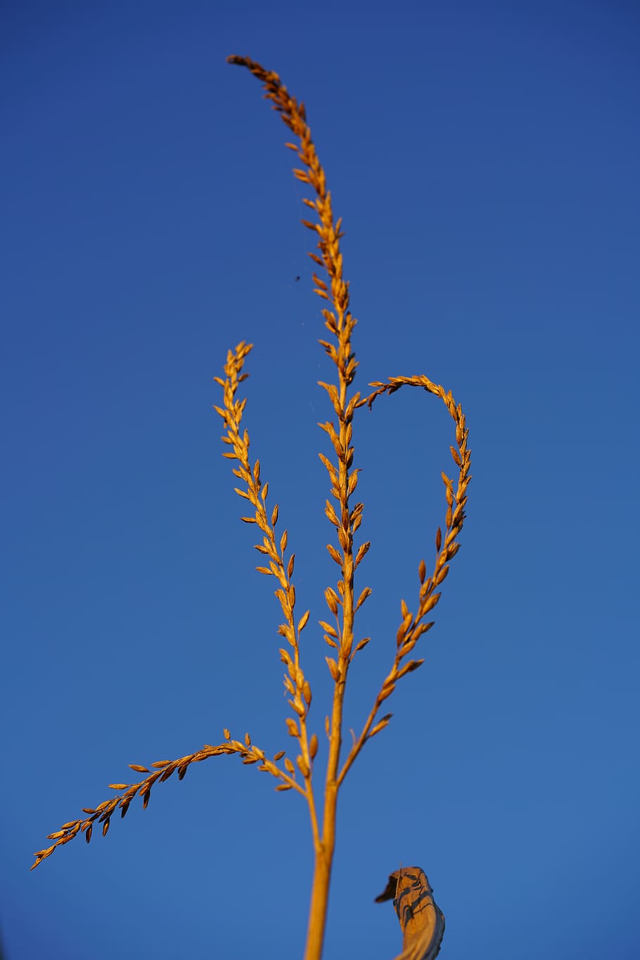 corn seeds, ear-corn, maisrispe, food, cereals, kukuruz, licorice HD wallpaper