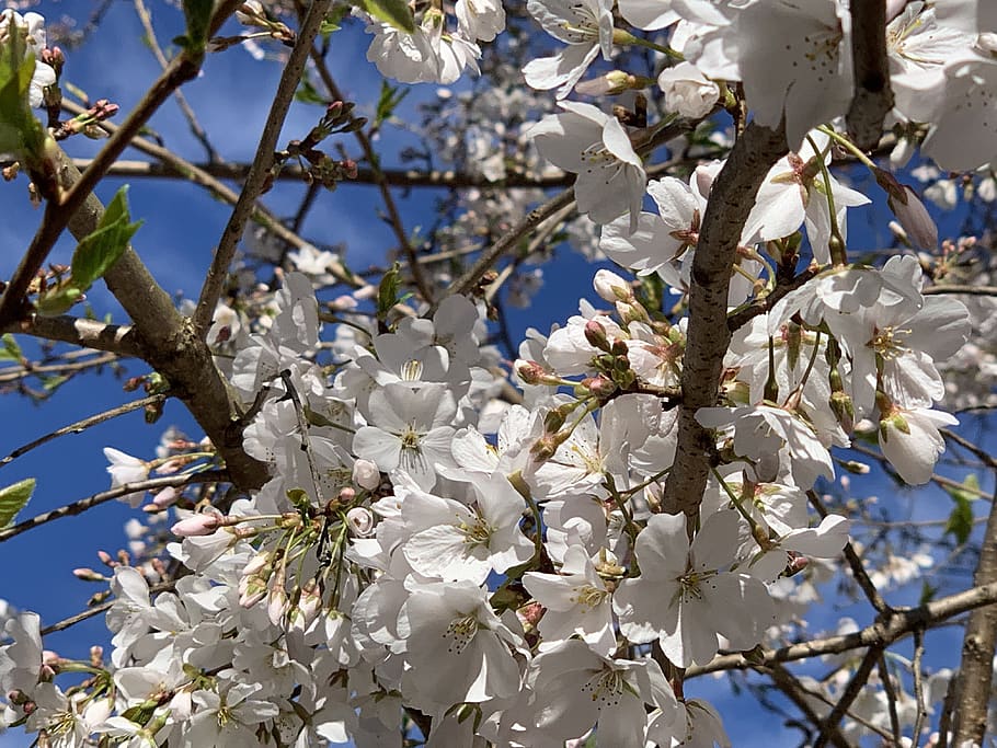 cherry tree, cherry blossoms, spring, flower, branch, pink HD wallpaper
