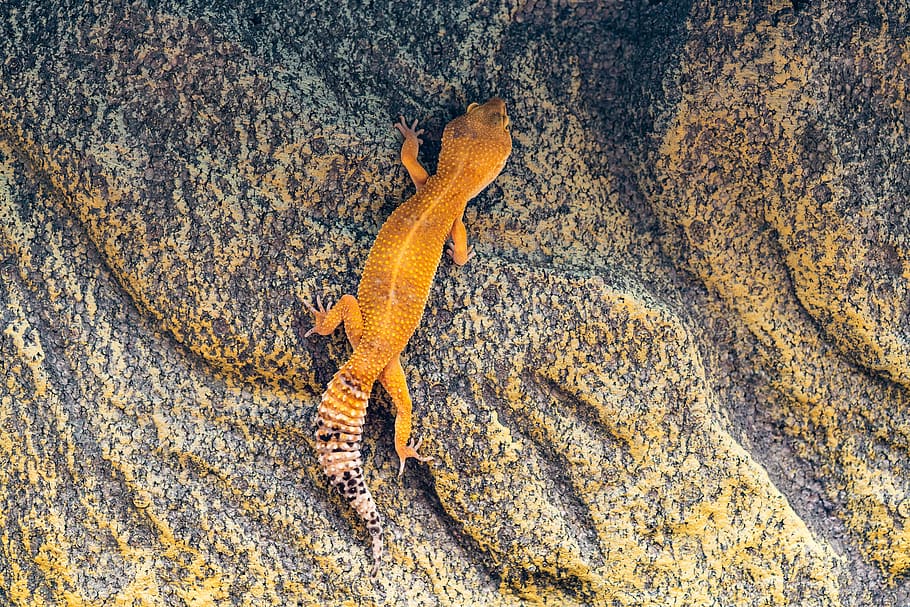 gecko, leopard gecko, climb, wall, reptile, animal, animal wildlife HD wallpaper