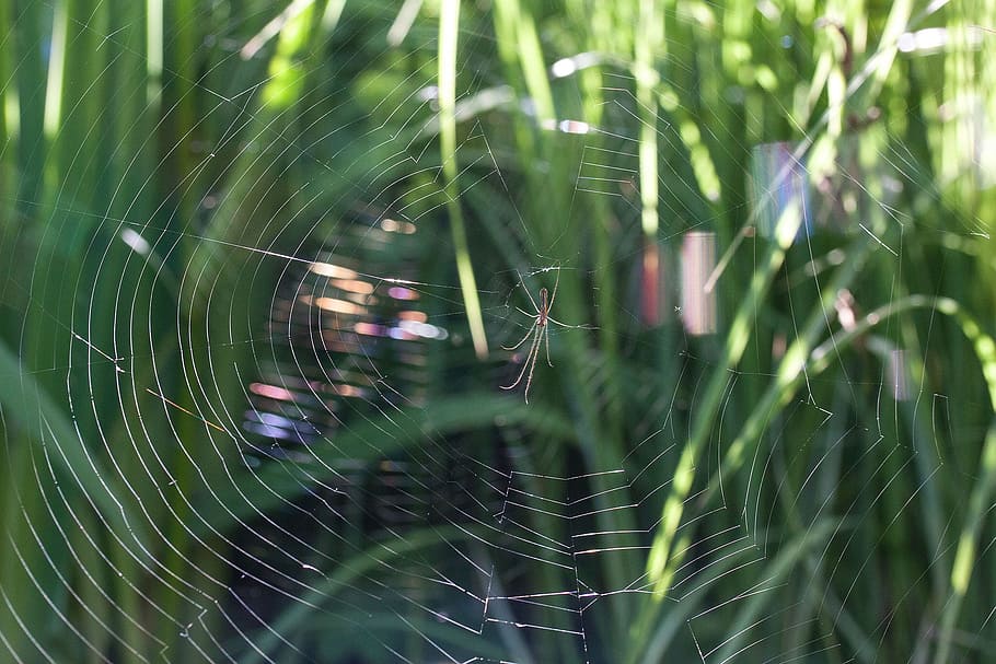 strecker, web, spider, insect, animal, wild, nature, spider web HD wallpaper
