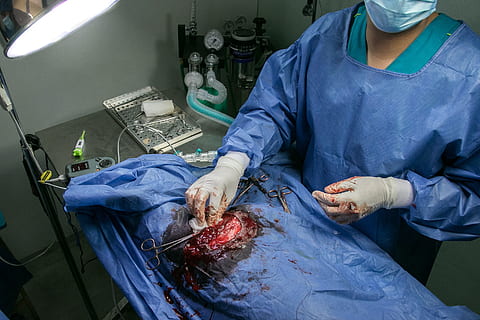 surgery, veterinary, operation, hospital, pet, patient, clinic HD wallpaper