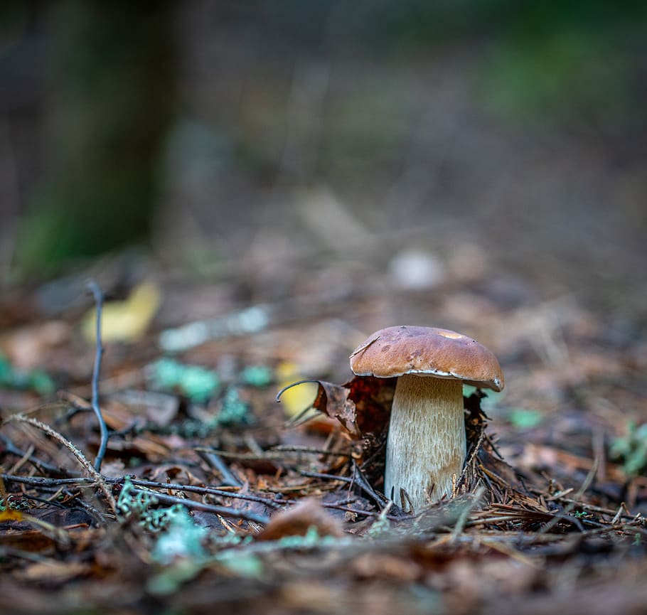 mushroom-forest-autumn-white.jpg