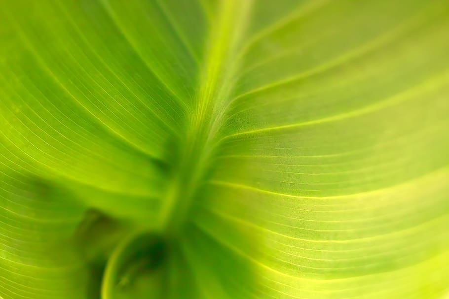 leaf, structure, lines, macro, background, texture, pattern HD wallpaper