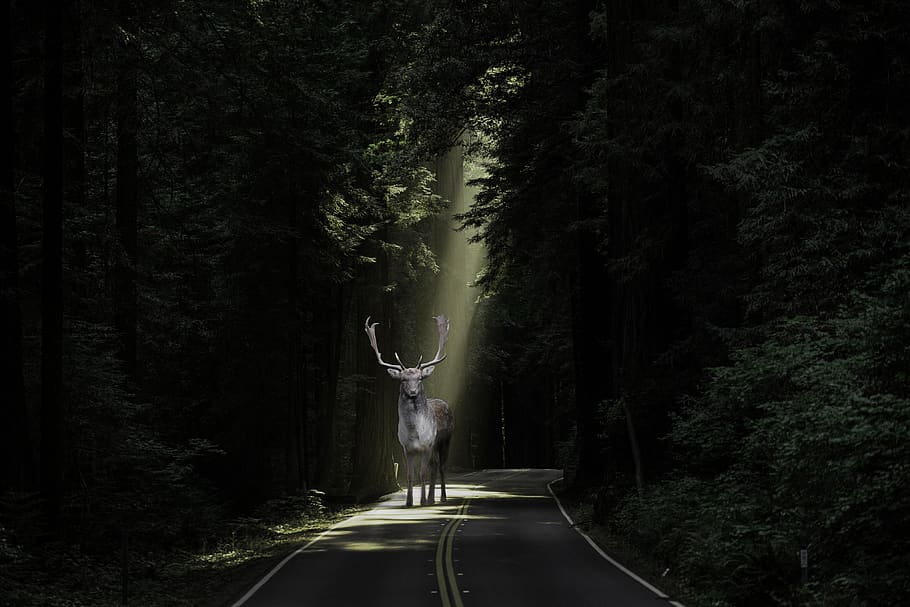 deer, forest, nature, stag, wildlife, animal, tree, road, plant HD wallpaper