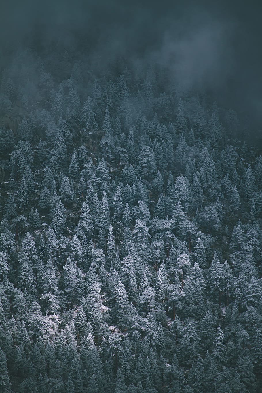 bird's eye view of trees covered by fogs, winter, snow, ice, frost HD wallpaper