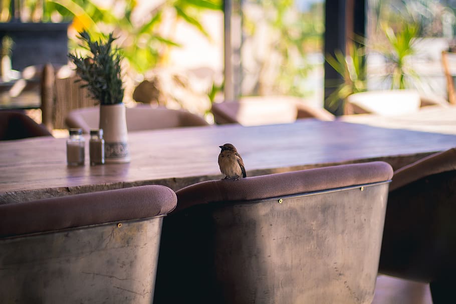 bird on chair backrest, animal, sparrow, indoors, marrakech, hotel HD wallpaper