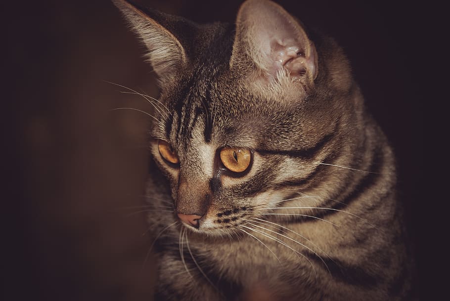 cat, portrait, animals, cute, pet, view, snout, one animal HD wallpaper