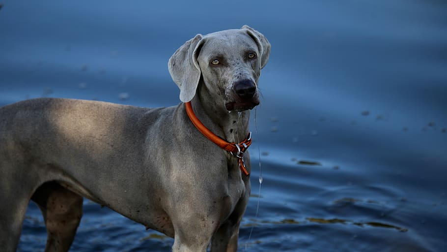 short-coated gray dog, animal, pet, mammal, canine, hound, pointer HD wallpaper