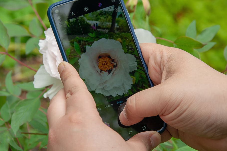 smartphone, flowers, mobile, human hand, human body part, real people HD wallpaper