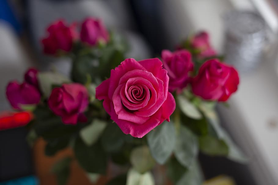flowers, rose, pink, bloom, blossom, flowering plant, rose - flower HD wallpaper