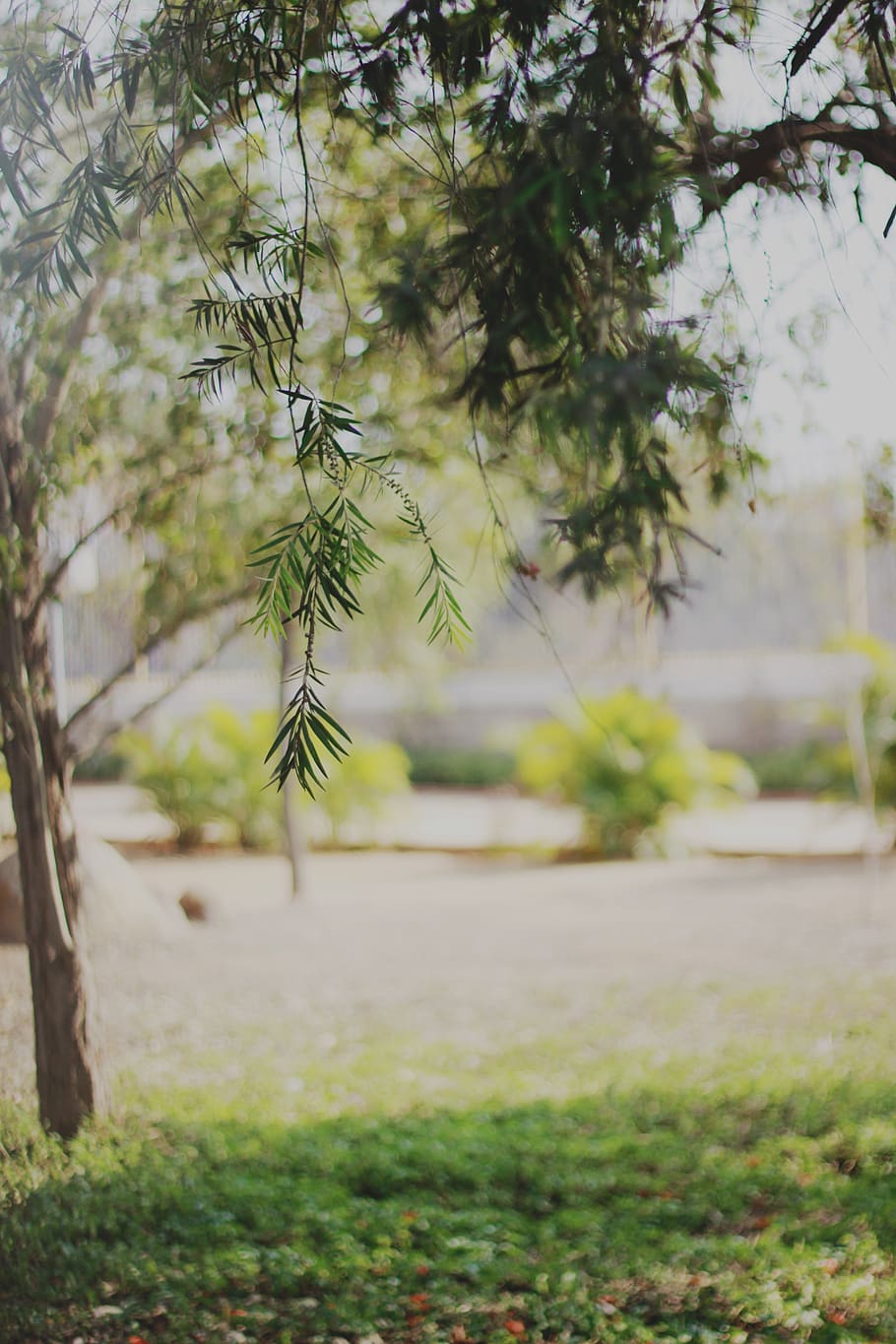 photowalk, collection, tree, plant, growth, day, nature, no people HD wallpaper