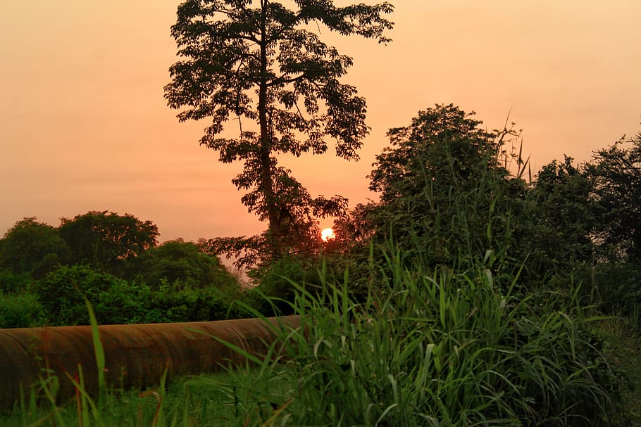 sunset, nature, orange, sky, landscape, beautiful, plant, tree HD wallpaper