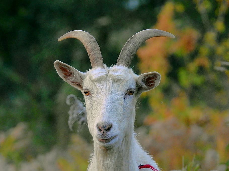 goat, portrait, toadstool, zombies, mammal, one animal, domestic animals HD wallpaper