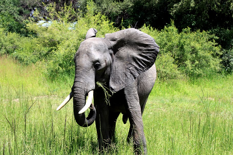 elephant on grass, plant, animal themes, animal wildlife, tree HD wallpaper