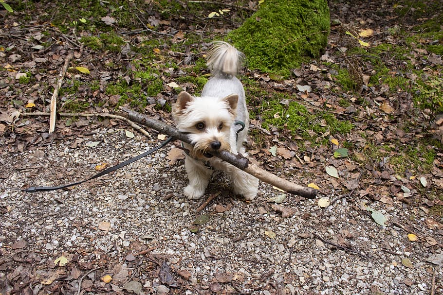 dog, pet, young, cute, enjoy, playful, small, friend, domestic HD wallpaper
