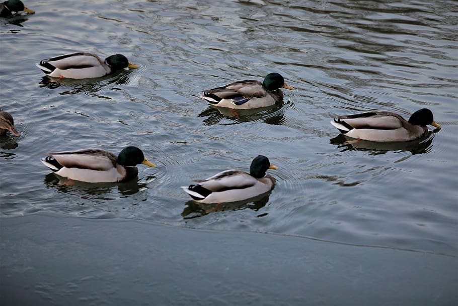 duck, lagoon, water, pond, lake, animal, bird, animal wildlife HD wallpaper