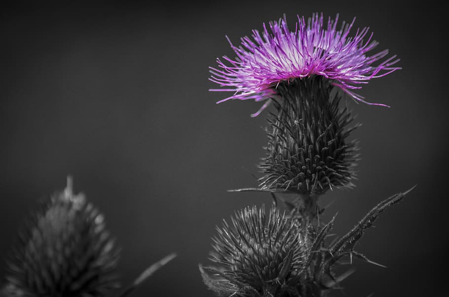 thistle, herb, plant, natural, flower flowers, nature, herbs HD wallpaper