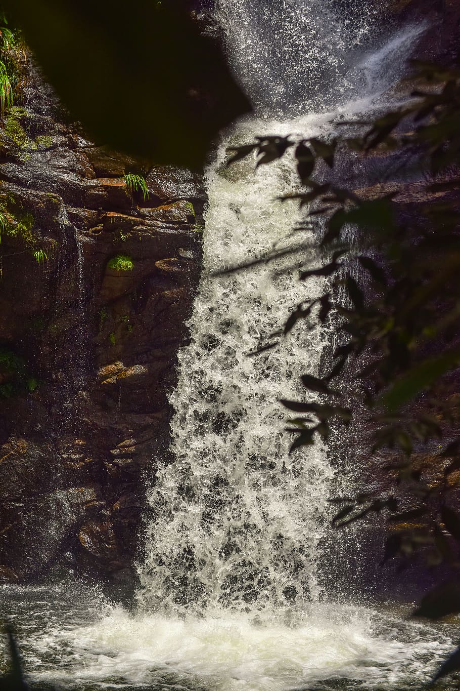 waterfall during daytime, rock, animal, nature, plant, tree, outdoors HD wallpaper