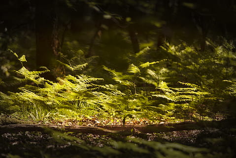 small green plants, moss, leaf, fern, vegetation, ground, outdoors HD wallpaper