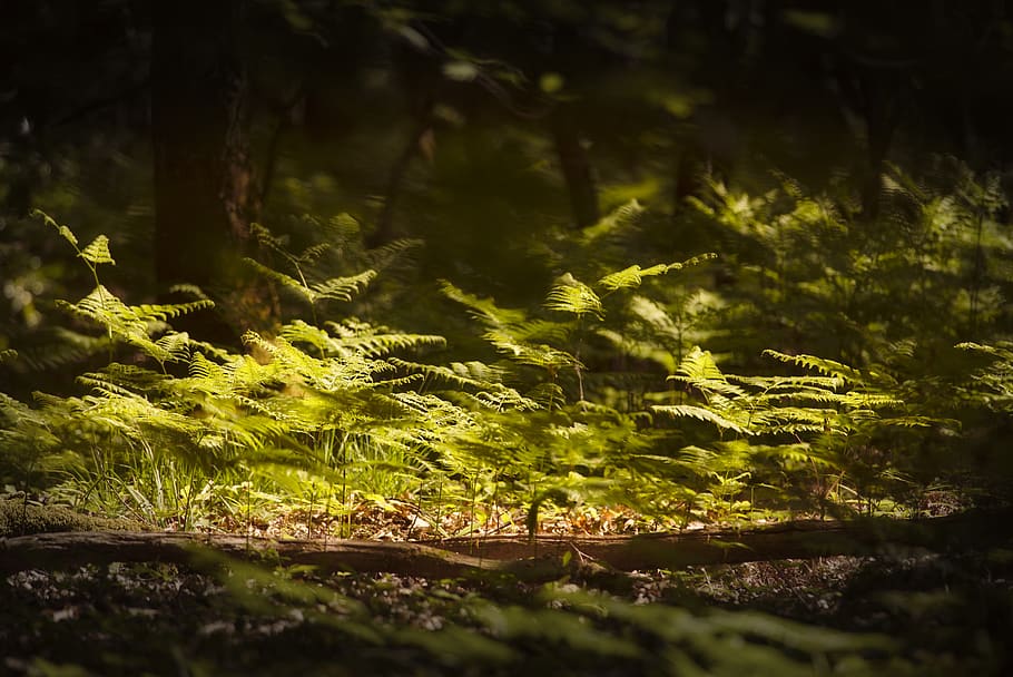 small green plants, moss, leaf, fern, vegetation, ground, outdoors HD wallpaper